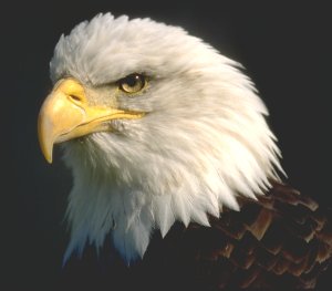 ></b><BR><br><br><br>
<p>< align=