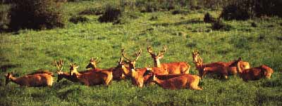 herd of gazelle disguised as deer