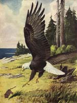 Eagle descending on mouse