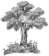 engraving of oaktree, c. 1860